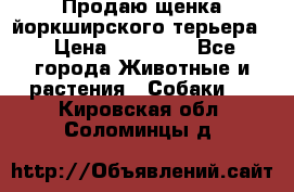 Продаю щенка йоркширского терьера  › Цена ­ 20 000 - Все города Животные и растения » Собаки   . Кировская обл.,Соломинцы д.
